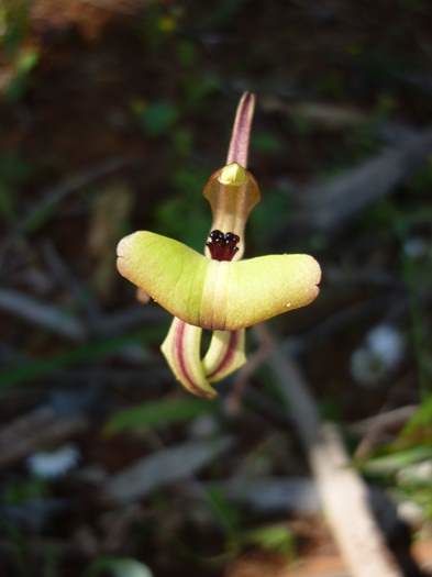 Caladenia roei Clown or ant orchid Sep 2020 01.JPG